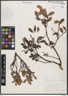 Foto von Salix breviserrata Flod.